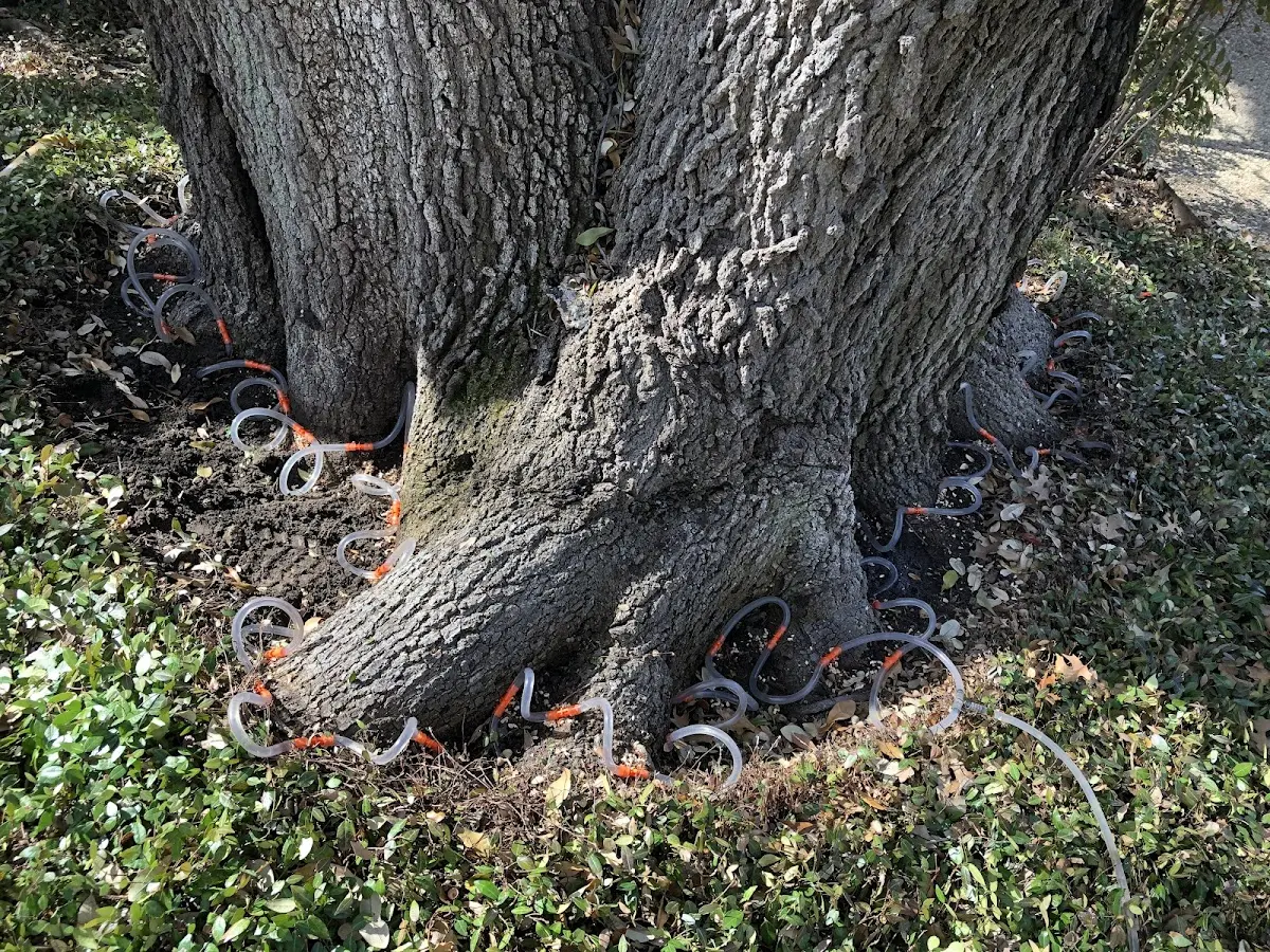 Detailed Tree Cabling and Bracing job site in Asheville