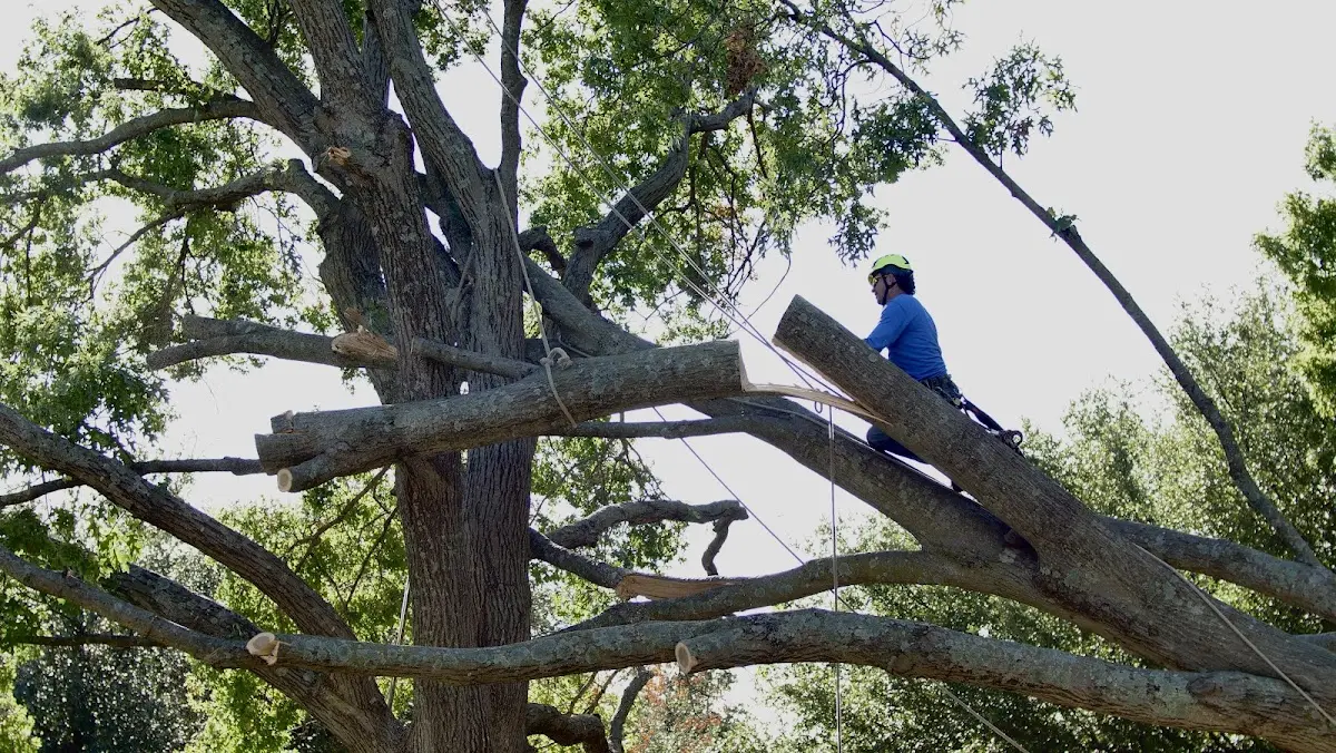 Professional Hazardous Tree Removal performed by certified arborists in Asheville
